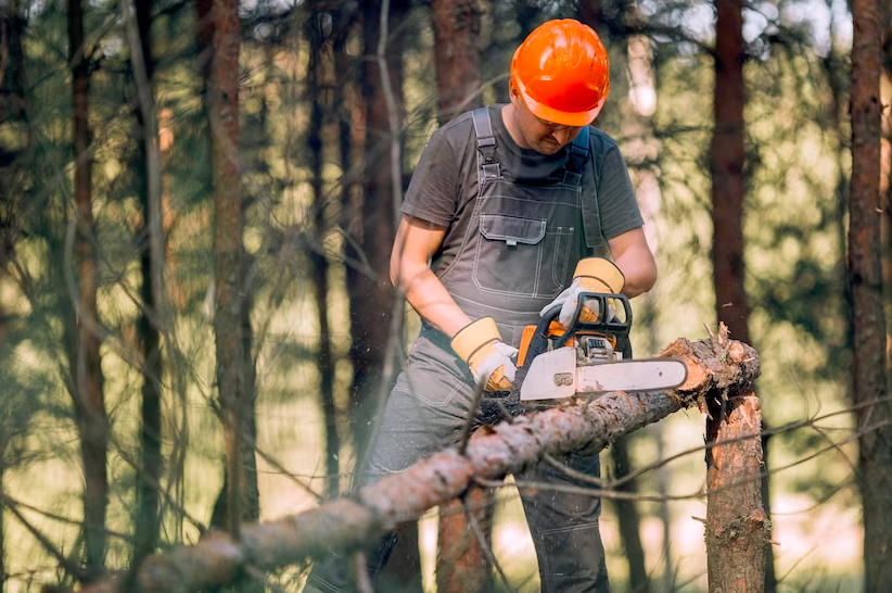 Arborist Services